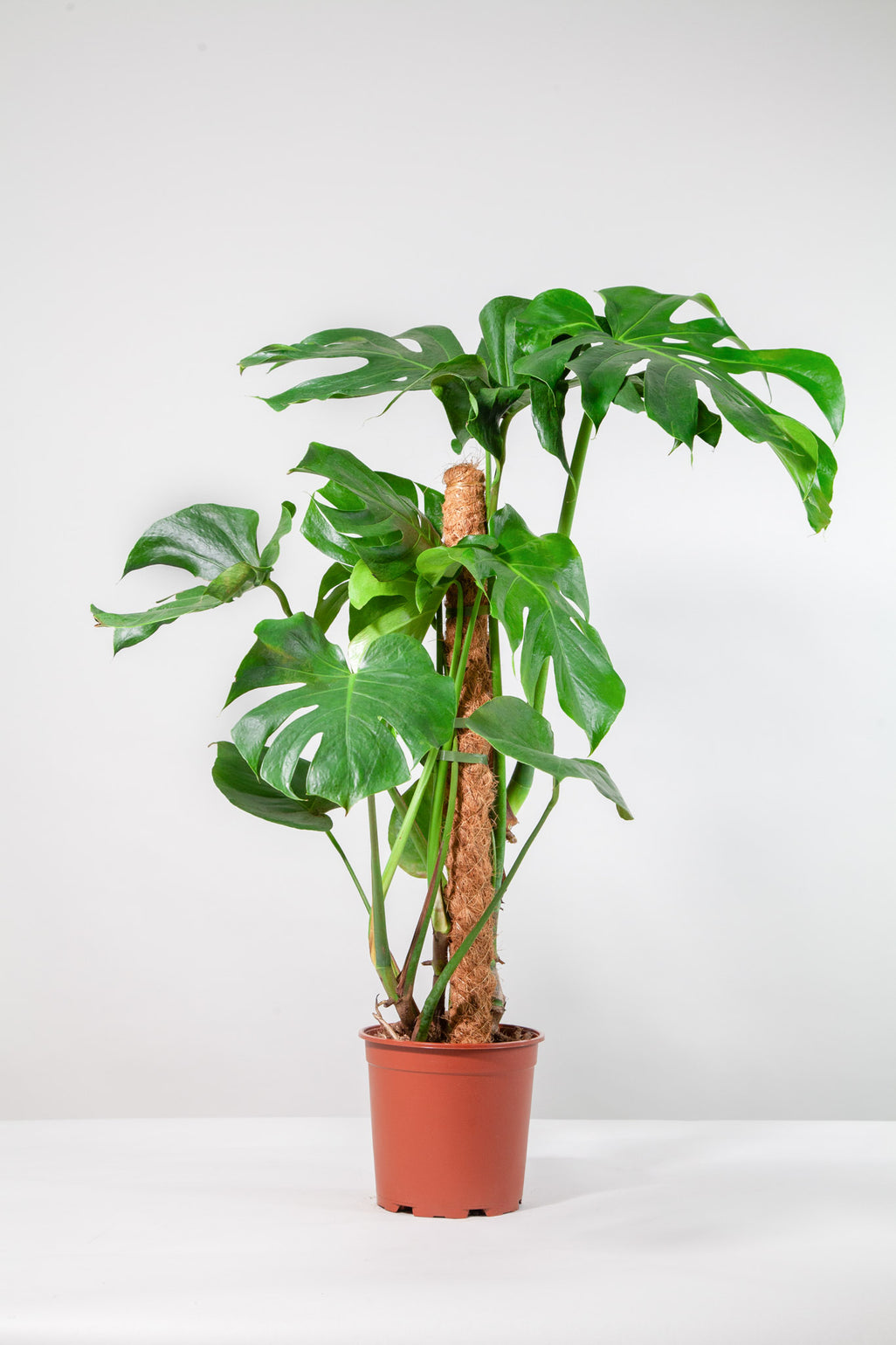 files/IndoorPlants-StudioShots13.11.2023-759.jpg
